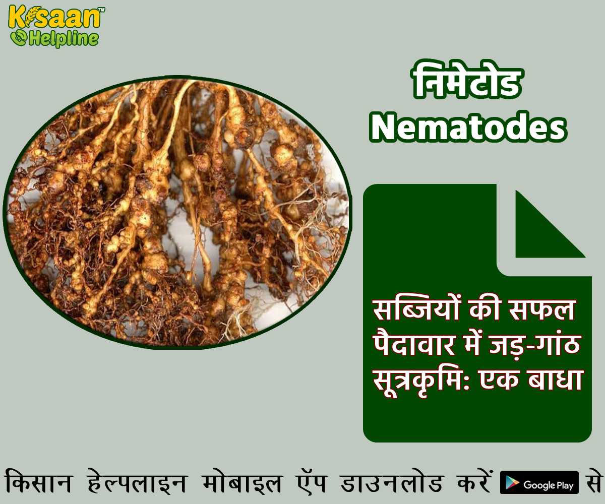 सब्जियों की सफल पैदावार में जड़-गांठ सूत्रकृमि: एक बाधा