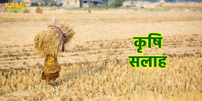 कृषि सलाह : कृषि विशेषज्ञों ने मौसम को देखते हुए किसानों को दी ये सलाह, इन बातों का रखें विशेष ध्यान