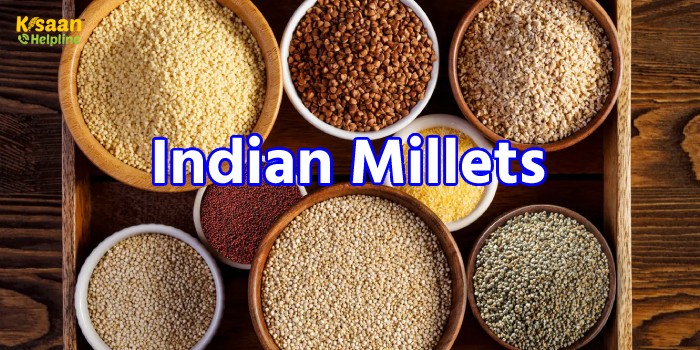 भारत में बाजरा का भविष्य: भारत के सतत विकास लक्ष्यों का एक महत्वपूर्ण घटक