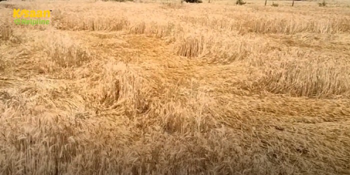 बेमौसम बारिश से 25 प्रतिशत तक फसल बर्बाद, मध्य प्रदेश में बारिश ने बरपाया कहर, किसान कर रहे मुआवजे की मांग