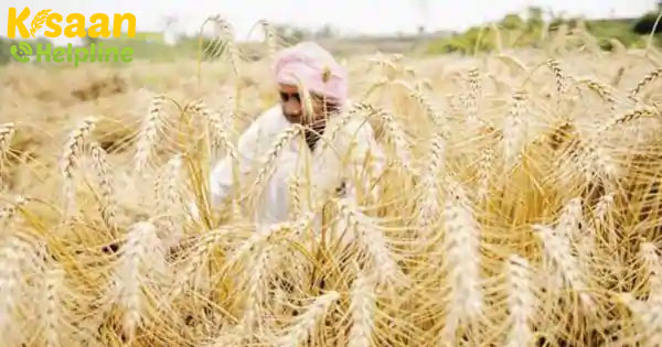 बाजारों में रबी फसलों के लिए खराब कीमतें किसानों के लिए कमजोर कड़ी हैं