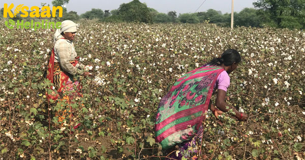 भारत में कपास अनुसंधान निकाय, युगांडा नई बीज विविधता विकसित करने के लिए