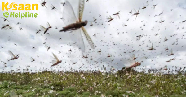 कॉटन एसोसिएशन ने कृषि मंत्री को टिड्डियों की और ध्यान आकर्षित करने के लिए कहा