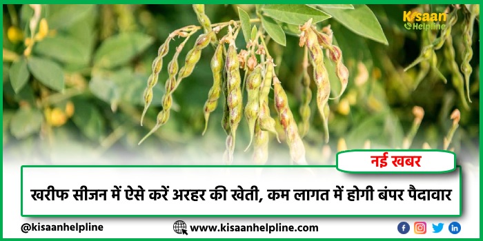 खरीफ सीजन में ऐसे करें अरहर की खेती, कम लागत में होगी बंपर पैदावार
