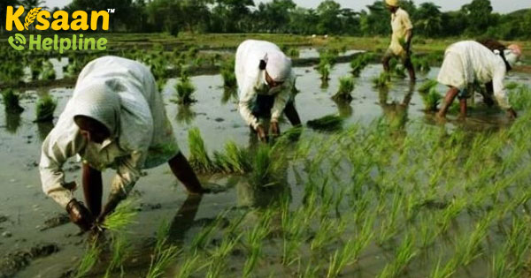 जानिए कैसे यह तेलंगाना का किसान भारत के सभी खेती करने वालों के लिए प्रेरणा बना