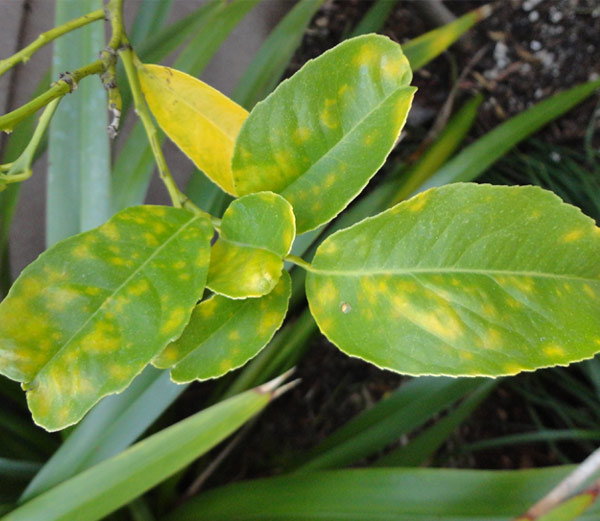 अब पौधों के रोगों का पता लगाएगा ऑनलाइन डॉक्टर