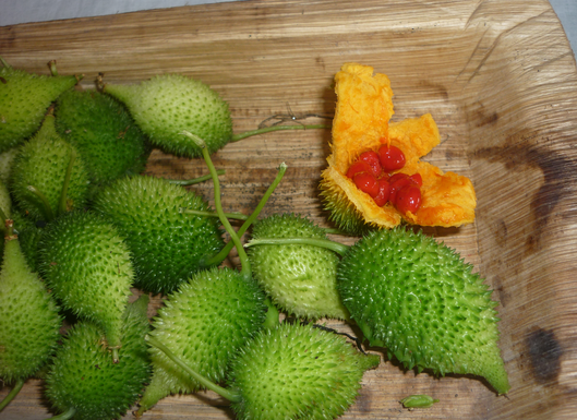 खेत से नहीं जंगल से आती है ब्लड प्रेशर कंट्रोल करने वाली सबसे महंगी यह सब्जी-  Kakora vegetables