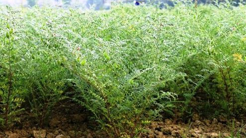 चने की फसल के उत्पादन को बढ़ाने की रणनीति को जाने