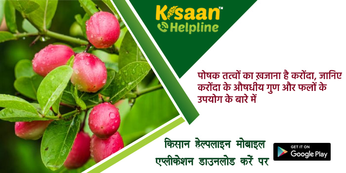पोषक तत्वों का ख़जाना है करोंदा, जानिए करोंदा के औषधीय गुण और फलों के उपयोग के बारे में