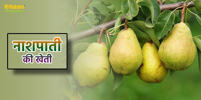 किसान भाई नाशपाती की खेती से कमाएं बंपर मुनाफा, बस अपनाएं ये आसान तरीका