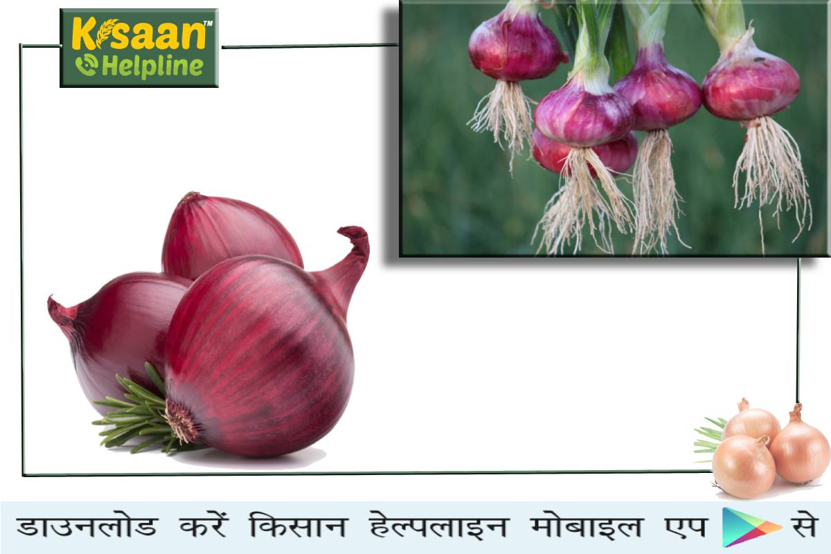 प्याज की फसल की अच्छी बढ़वार और कन्दों के विकास के लिए महत्वपूर्ण सलाह