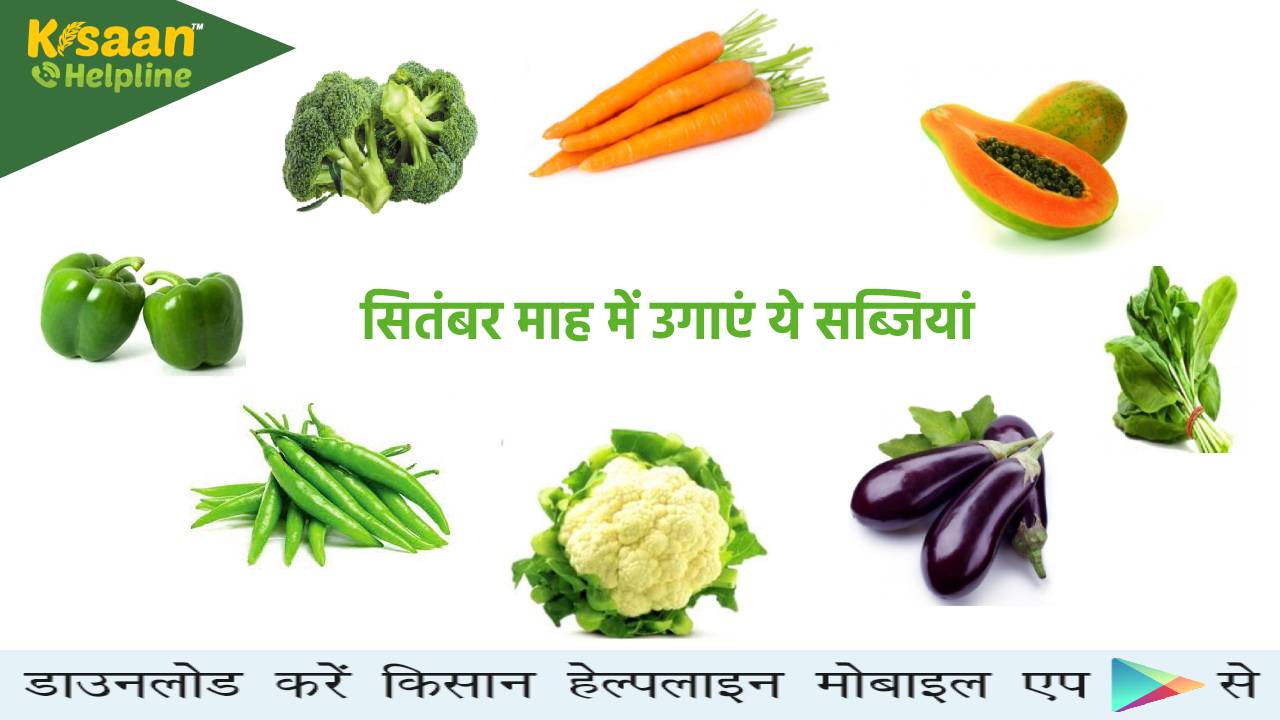 सितंबर माह में कीजिये इन सब्जियों की खेती, मिलेगा अच्छा उत्पादन और ज्यादा मुनाफा