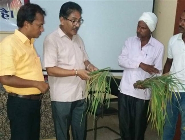 सैकड़ों एकड़ धान की फसल में लगी चतरा रोग