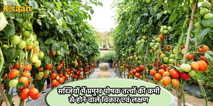 सब्जियों में प्रमुख पोषक तत्वों की कमी से होने वाले विकार एवं लक्षण