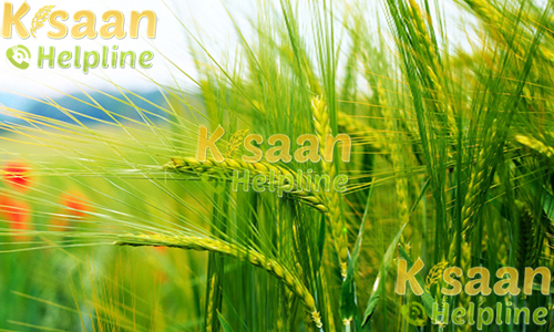 रबी की सीजन में जाने मुख्य जानकारी और करे उनका उपयोग