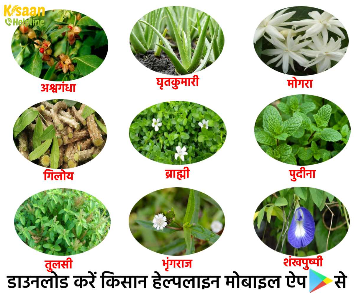 औषधीय फसलों की खेती से जुड़कर किसान भाई कमा सकते हैं अच्छा मुनाफ़ा