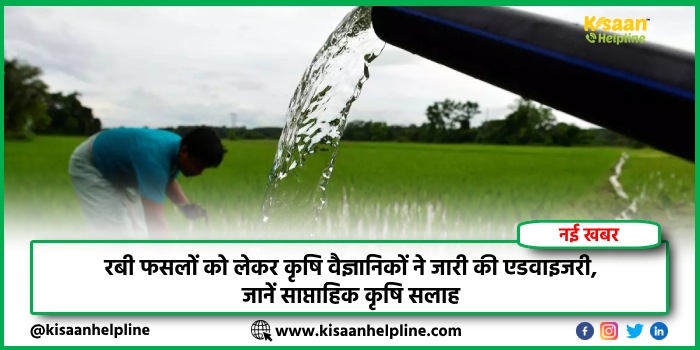 रबी फसलों को लेकर कृषि वैज्ञानिकों ने जारी की एडवाइजरी, जानें साप्ताहिक कृषि सलाह