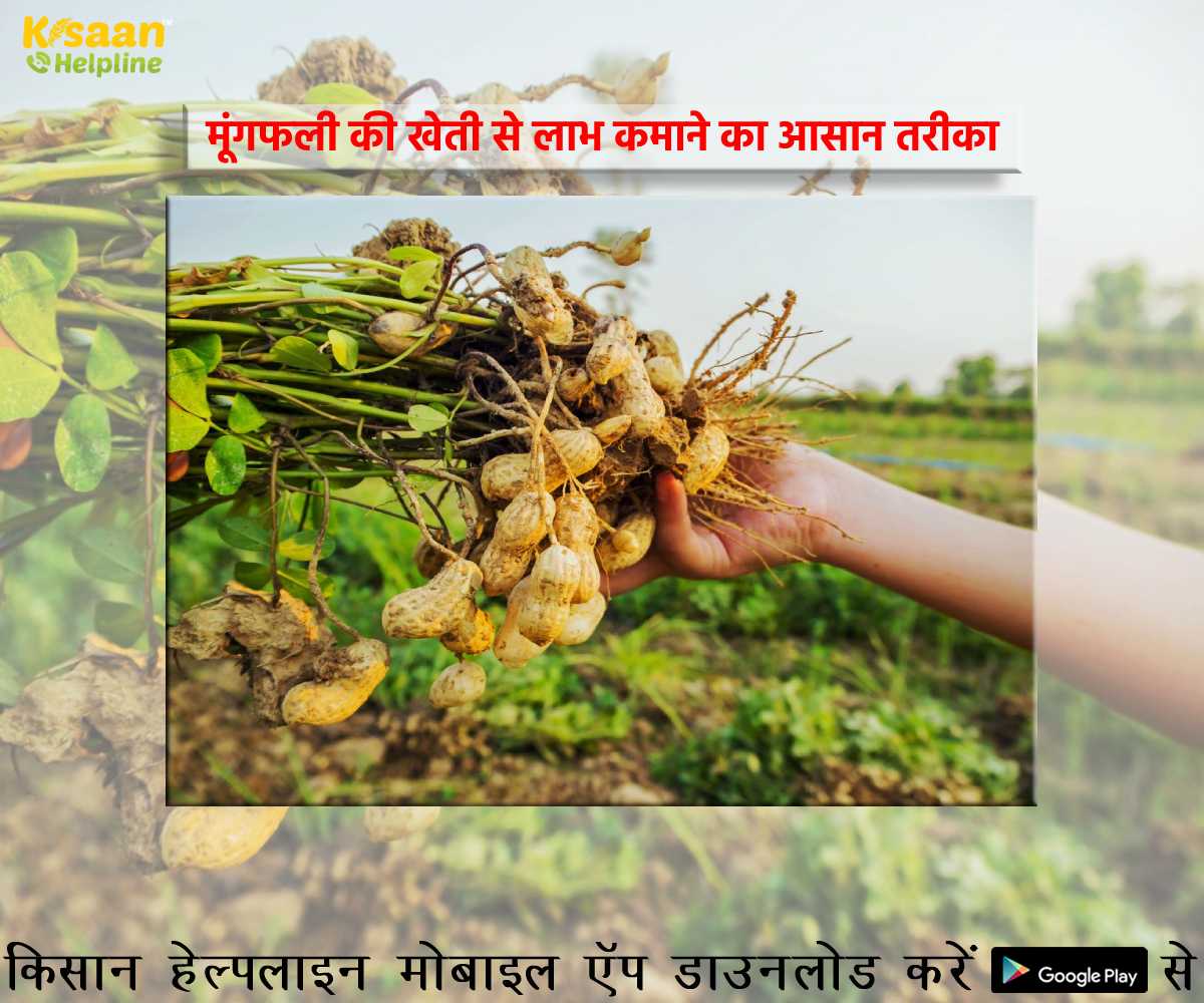 मूंगफली की खेती से लाभ कमाने का आसान तरीका