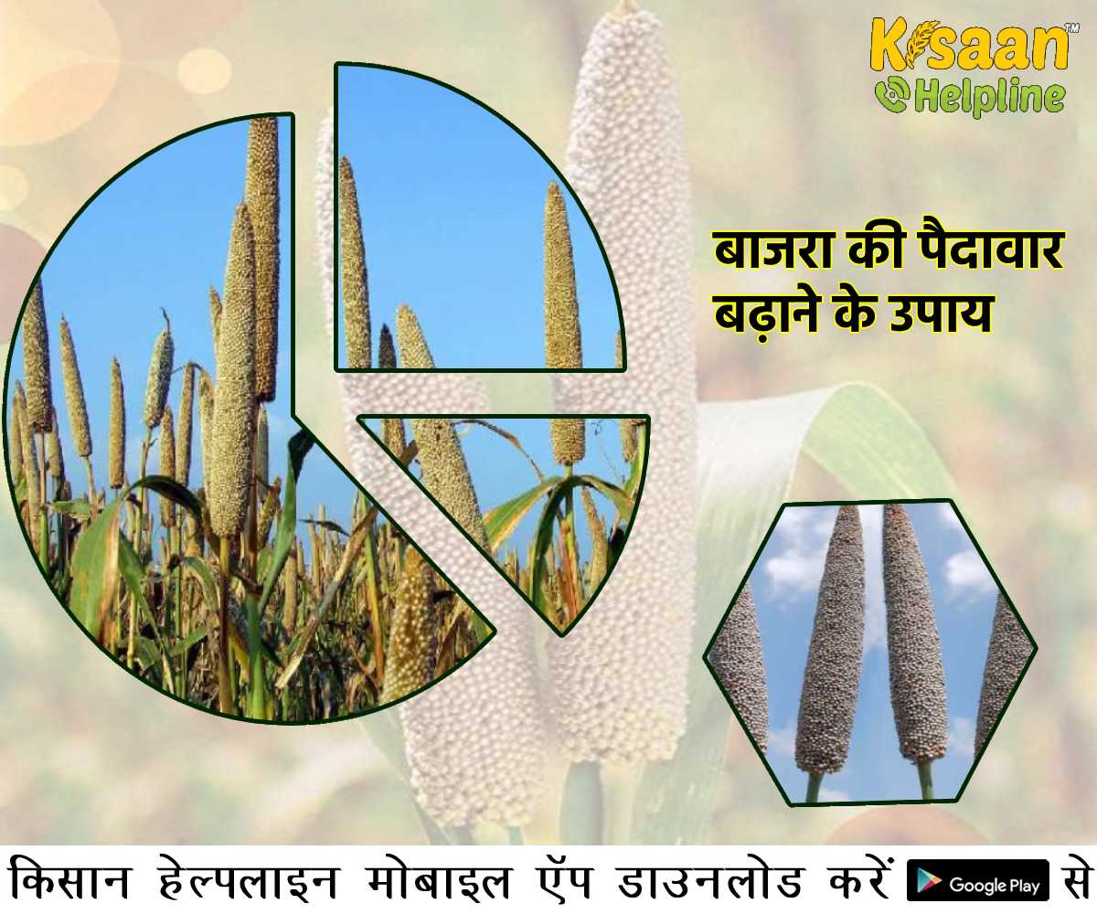 बाजरा की खेती: बाजरा की पैदावार बढ़ाने के उपाय