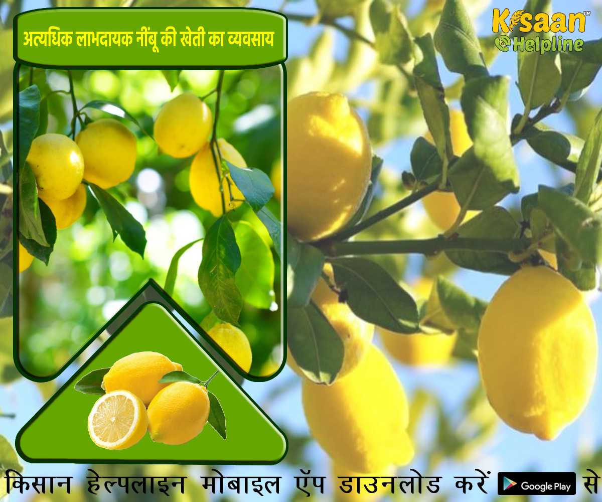 अत्यधिक लाभदायक नींबू की खेती का व्यवसाय आसानी से शुरू करें