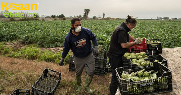 कृषि उत्पादन की बिक्री में गिरावट भारत में कोरोनोवायरस महामारी के बाद खिलाने की क्षमता को प्रभावित कर सकती है
