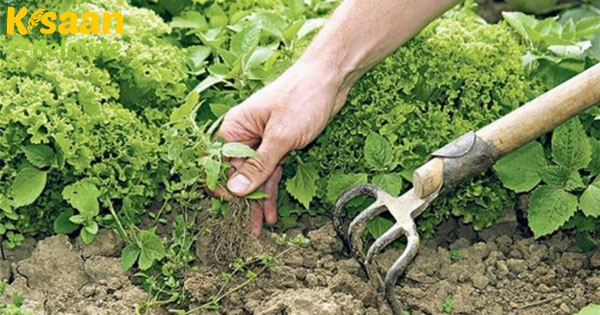 किसान फसलों को मारने से पहले खरपतवारों को दबाने के लिए तकनीकों का उपयोग करते हैं
