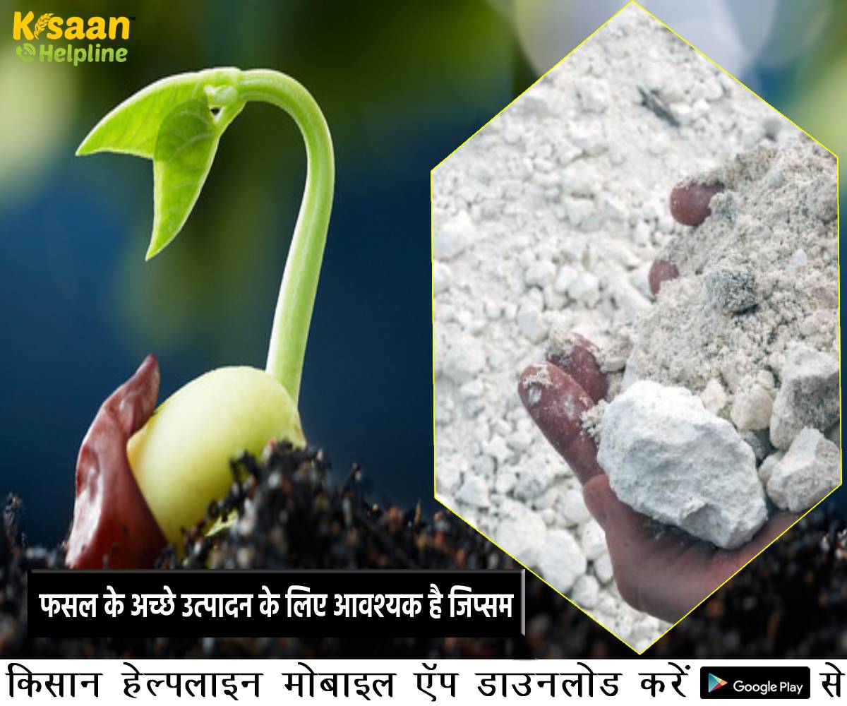 फसल के अच्छे उत्पादन के लिए आवश्यक है जिप्सम, जानिए जिप्सम के उपयोग करने की विधि