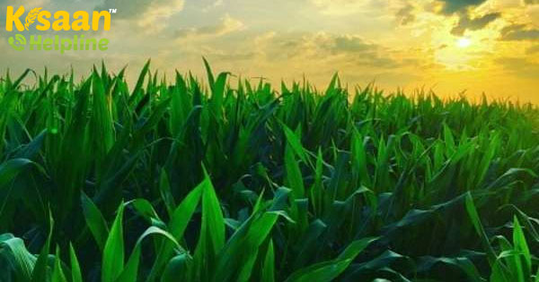 अरुणाचल प्रदेश सरकार खंती लाही चावल, तवांग मक्का और अदरक आदि का जीआई पंजीकरण कराने के लिए कदम शुरू करेगी