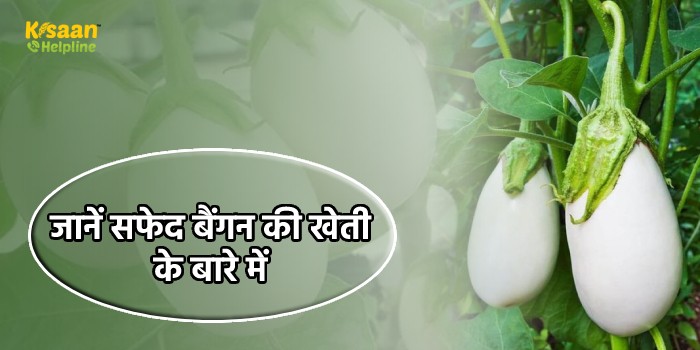 किसान भाई सफेद बैंगन की खेती से कर सकते है लाखों की कमाई, जानिए कैसे होती है इसकी खेती