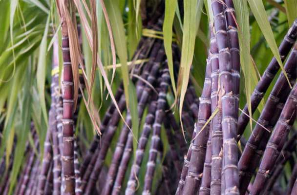 गन्ना किसान अपनी फसल के लिए निम्न बातों पर ध्यान दे