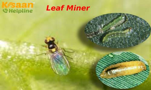 फसलों में लगने वाले हानिकारक कीट लीफ माइनर कीट से छुटकारा पाने के आसान तरीके