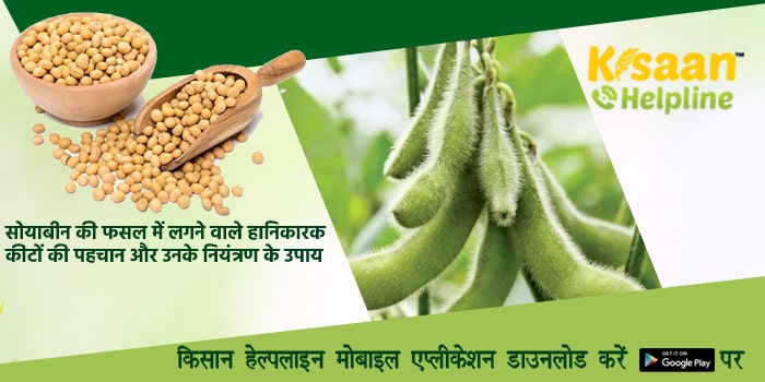 सोयाबीन की फसल में लगने वाले हानिकारक कीटों की पहचान और उनके नियंत्रण के उपाय