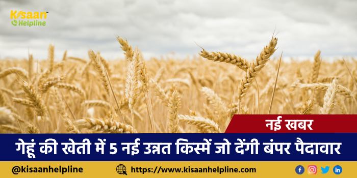 गेहूं की खेती में 5 नई उन्नत किस्में जो देंगी बंपर पैदावार