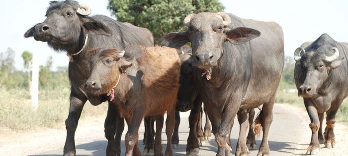 पशुओ को रोगो से बचाने के लिए निम्नलिखित बातो का ध्यान अवश्य रखे :