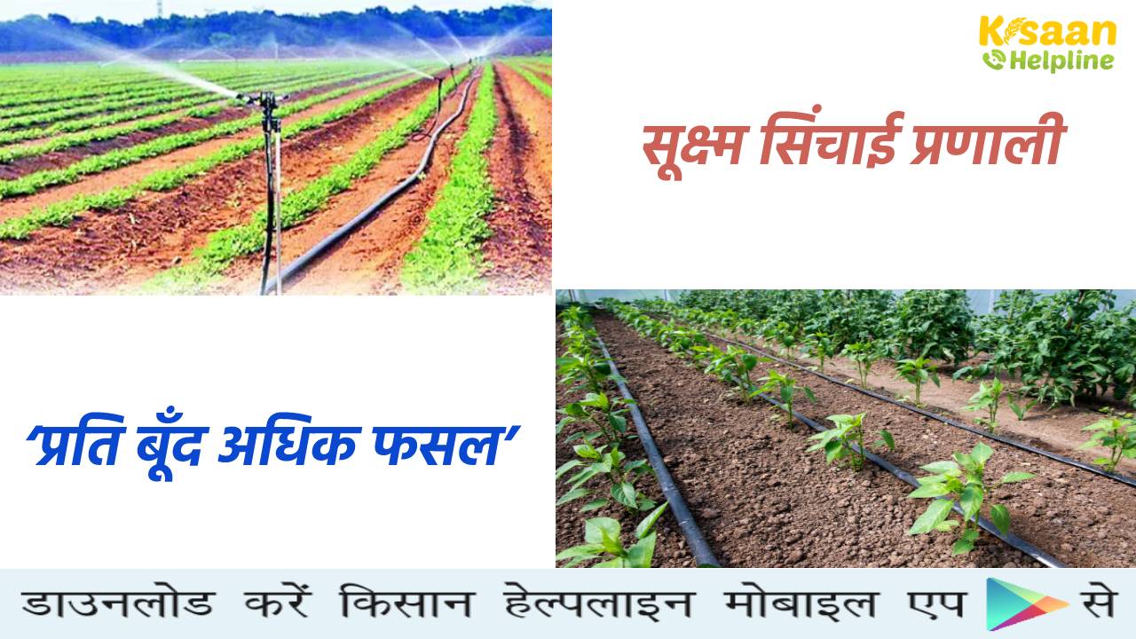 सूक्ष्म सिंचाई प्रणाली अपनाकर 30-40 फीसदी पानी की बचत, कम लागत में फसल का अधिक उत्पादन, जानिए इसके बारे में