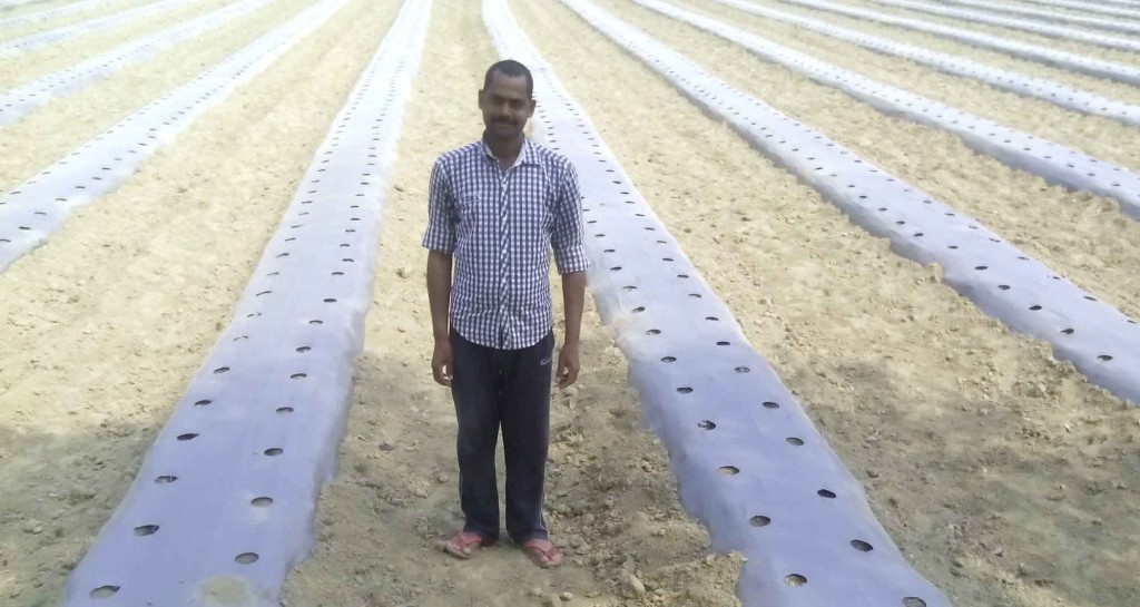 मल्चिंग विधि से बढ़ता मुनाफा