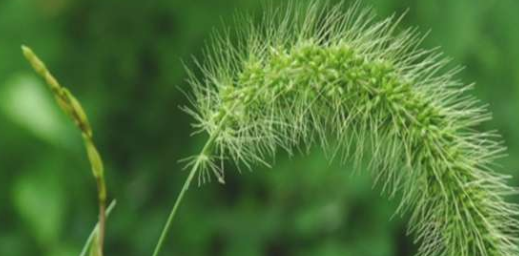 क्या आप जानते है गेहूं को भारी नुकसान पहुंचाने वाली कणकी घास के बारे में?