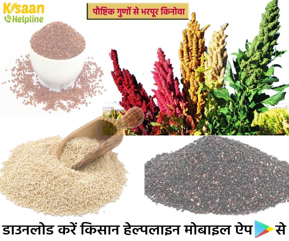 पौष्टिक गुणों से भरपूर किनोवा, जानिए किनोवा के गुण, प्रकार, उपयोग और फायदे के बारे में