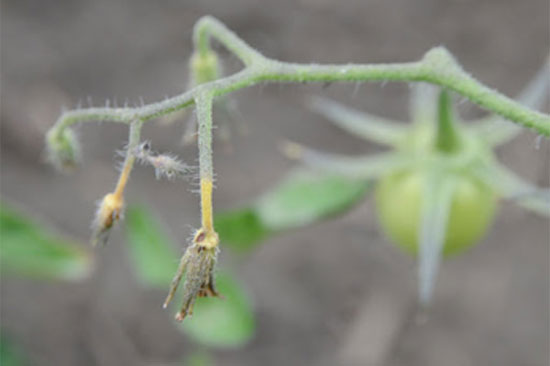 पौधे से स्वस्थ फूल क्यों गिरते हैं और इसके पीछे का कारण क्या है?