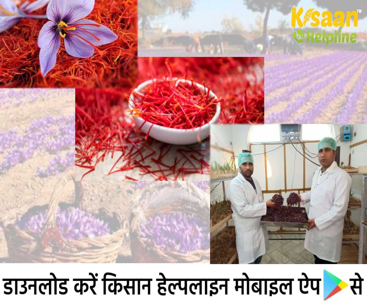 अपने घर के एक दस गज के कमरे में केसर की खेती ही उगा डाली और कमाए लाखों रूपये, आइये जानते है दो सफल युवा किसानों की कहानी