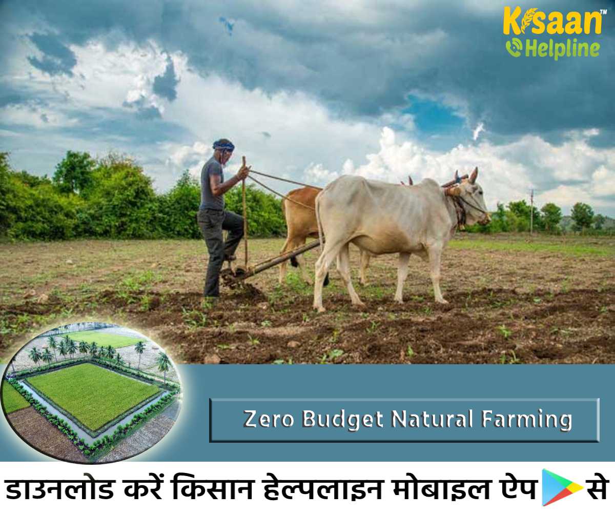 आइये जानते है जीरो बजट खेती क्या है और इसके लिए प्रधानमंत्री नरेंद्र मोदी ने क्यों किया इसका ज़िक्र?