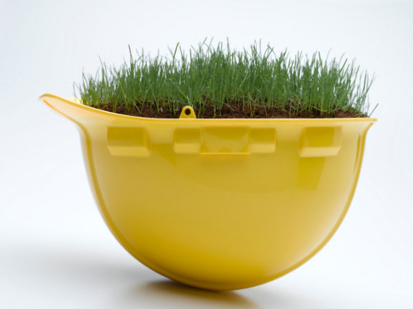 क्या है मक्खन घास, यह घास बढ़ा देगी पशुओं के दूध की मात्रा