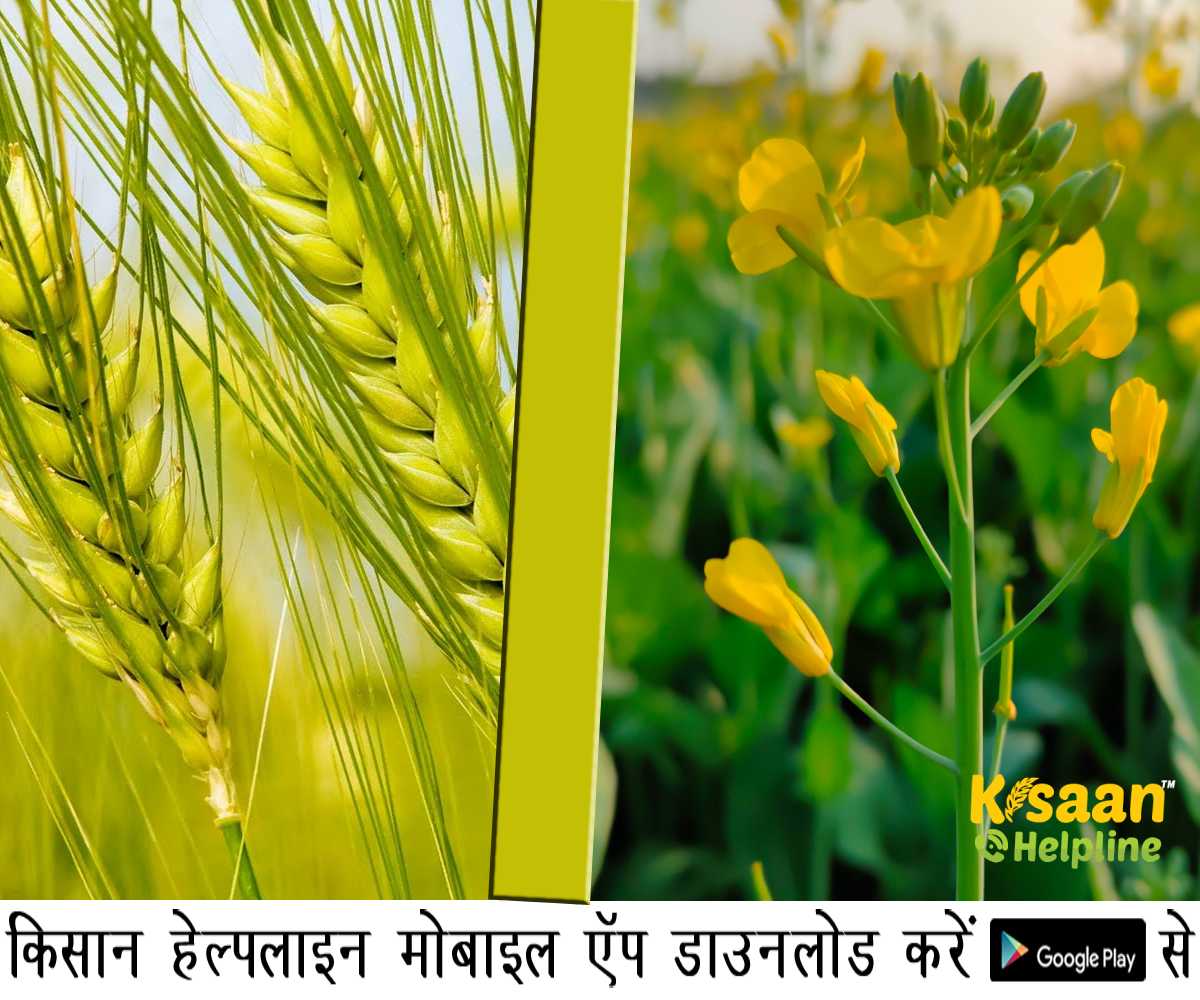 सरसों की बुवाई 22% बढ़ी, इस रबी सीजन में गेहूं थोड़ा कम : कृषि मंत्रालय