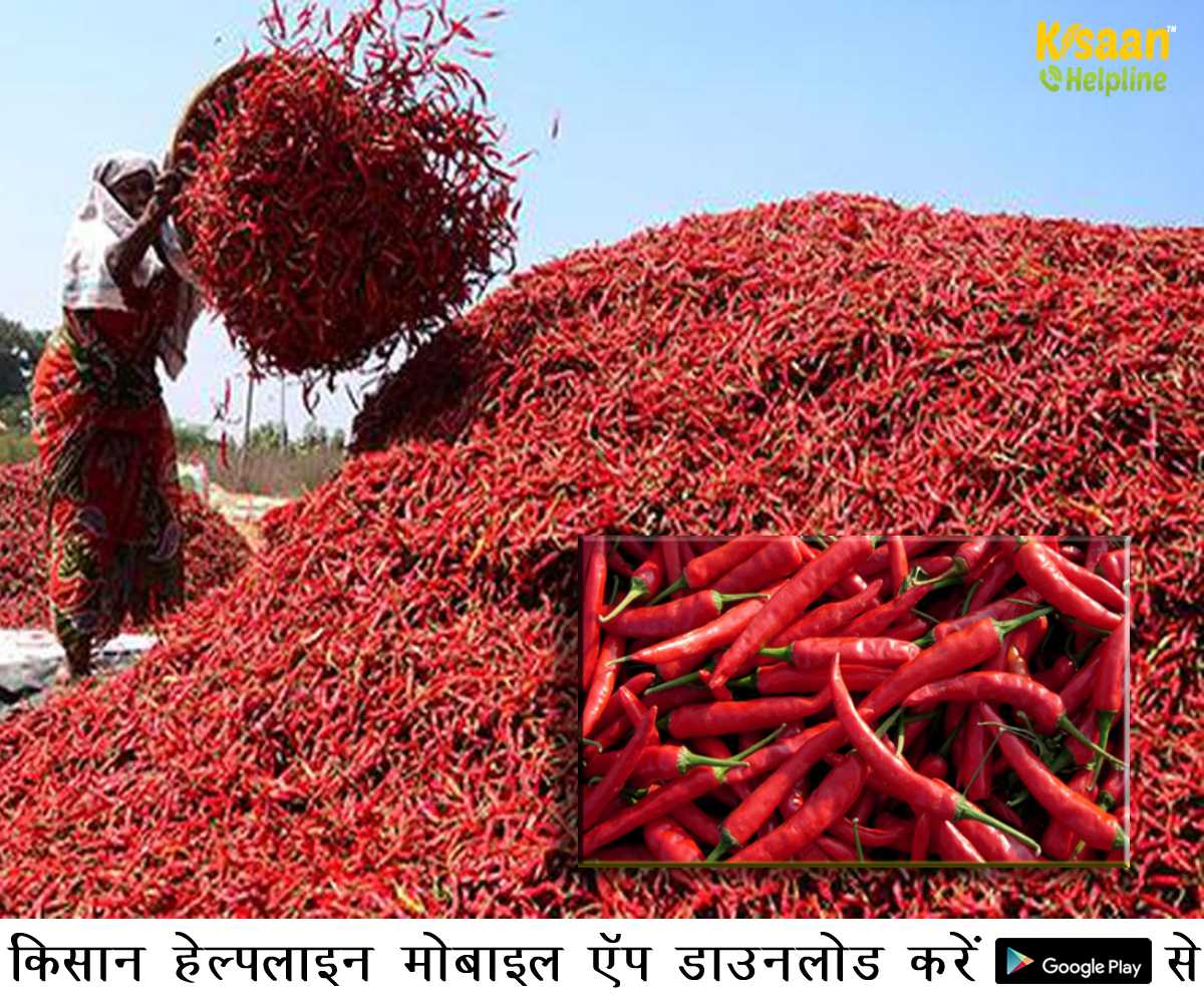 लाल मिर्च की कीमतों में रिकॉर्ड उछाल, कम उत्पादन से किसान हुए मायूस