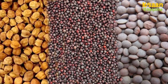 एमएसपी पर चना, सरसों और मसूर की फसल बेचने के लिए 10 मार्च तक करा सकते है पंजीयन 