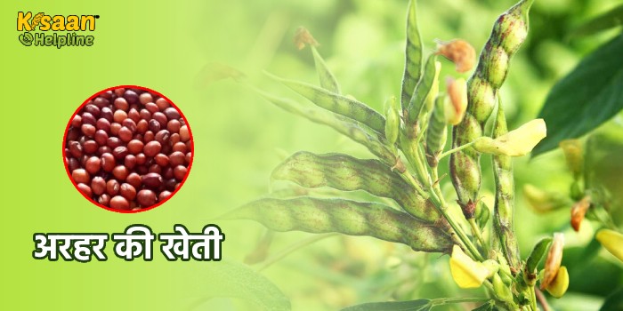 वैज्ञानिकों ने विकसित की अरहर की नई किस्म, कम पानी में भी होगा अच्छा उत्पादन, जानें इस किस्म के बारे मे