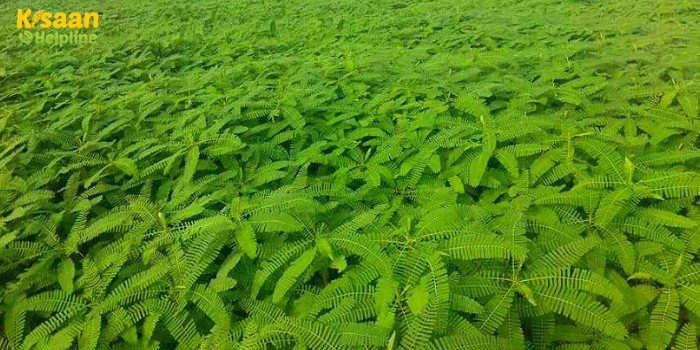 हरी खाद के लिए ढैचा, सेनाई आदि की बुआई कर सकते है इस सप्ताह, जानें कृषी विशेषज्ञों द्वारा जारी की गई कृषि सलाह