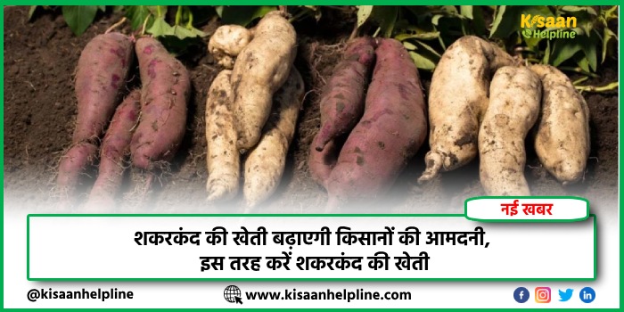 शकरकंद की खेती बढ़ाएगी किसानों की आमदनी, इस तरह करें शकरकंद की खेती