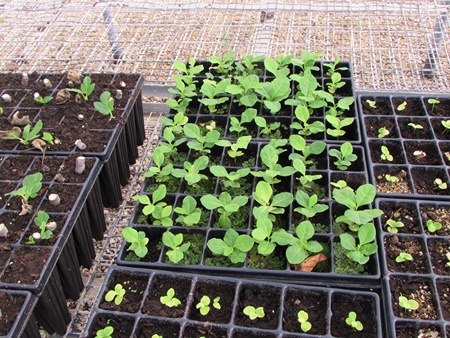 दस लाख पेड़-पौधों से धरा को करेंगे हरी-भरी