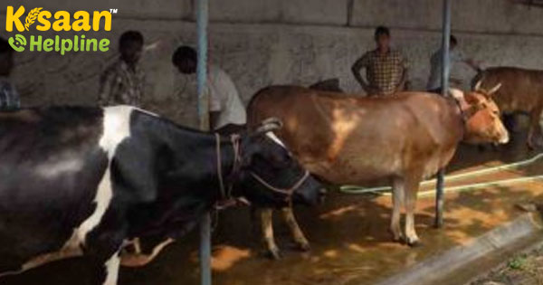 एनडीडीबी ने पशु रोगों को नियंत्रित करने के लिए 'पाशु आयुर्वेद' को बढ़ावा दिया